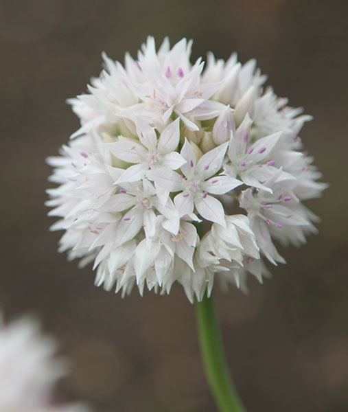 Allium amplectens Buy allium bulbs Allium amplectens 39Graceful Beauty39 Delivery by Crocus