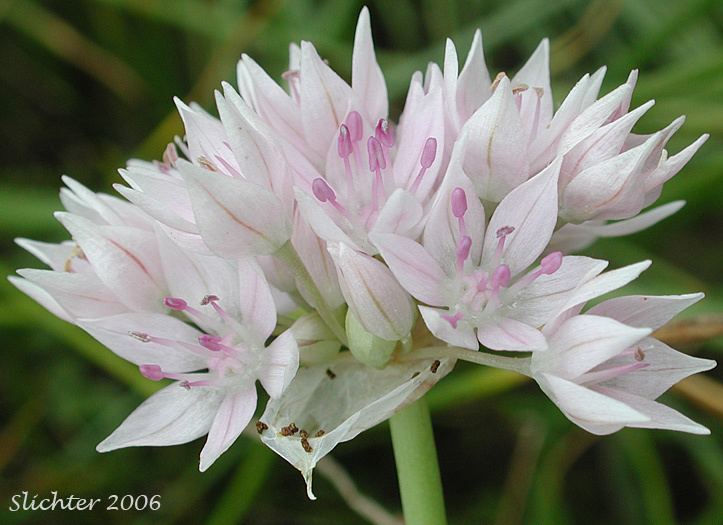 Allium amplectens Narrowleaf Onion Slimleaf Onion Allium amplectens Synonyms