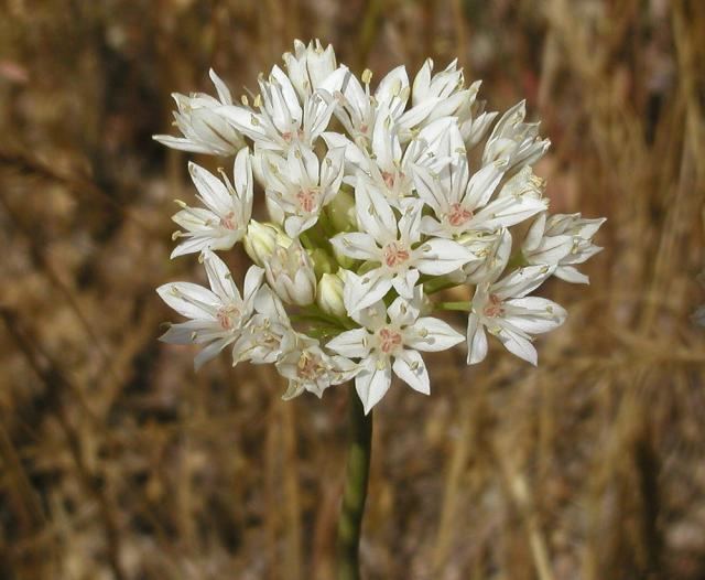 Allium amplectens Pacific Bulb Society American Alliums AB