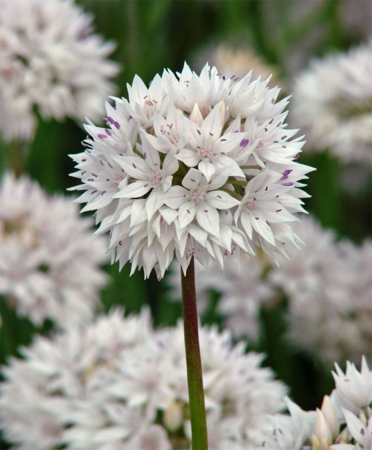 Allium amplectens Allium amplectens Graceful Beauty