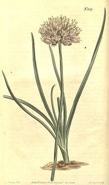 Allium angulosum httpsuploadwikimediaorgwikipediacommonsthu