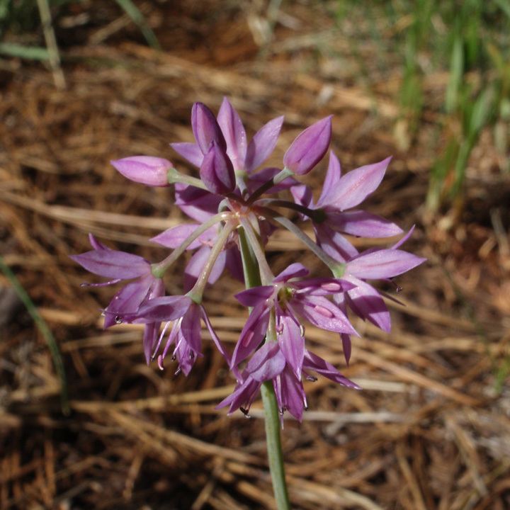 Allium bisceptrum hasbrouckasueduimglibseinetAmaryllidaceaeAll
