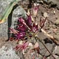 Allium bolanderi wwwpacificbulbsocietyorgpbswikifilesAlliumth