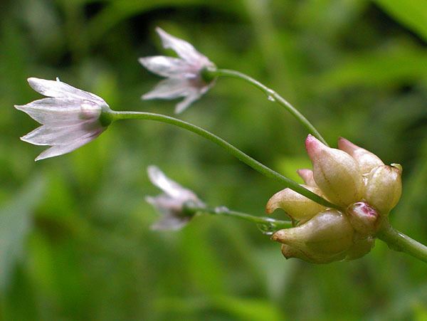 Allium canadense Allium canadense Meadow garlic Discover Life
