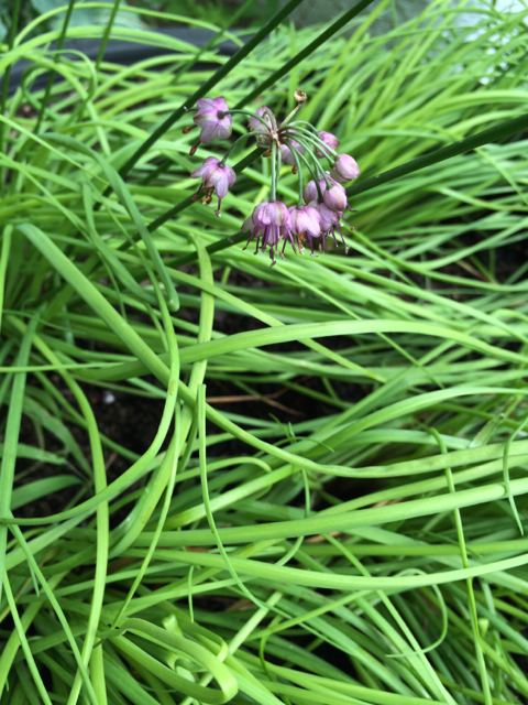 Allium Chinense - Alchetron, The Free Social Encyclopedia