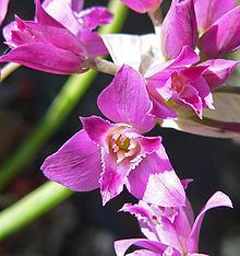 Allium crispum httpsuploadwikimediaorgwikipediacommonsthu