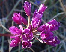 Allium dichlamydeum httpsuploadwikimediaorgwikipediacommonsthu