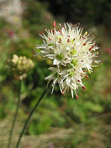 Allium ericetorum httpsuploadwikimediaorgwikipediacommonsthu