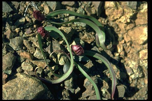 Allium falcifolium Scytheleaf Onion Allium falcifolium