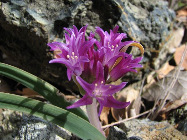 Allium falcifolium Pacific Bulb Society Allium falcifolium