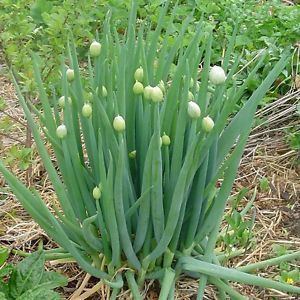 Allium fistulosum WELSH ONION ALLIUM FISTULOSUM 1000 SEEDS eBay