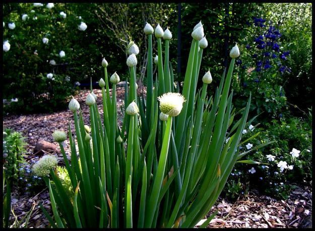 Allium fistulosum Plant of the Month for June 2012 Ontario Rock Garden amp Hardy