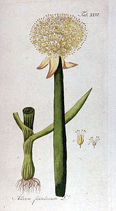 Allium fistulosum httpsuploadwikimediaorgwikipediacommonsthu