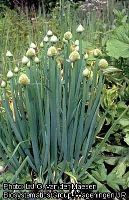 Allium fistulosum Inmagic DBText WebPublisher PRO 1 records