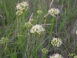 Allium flavescens httpsuploadwikimediaorgwikipediacommonsthu