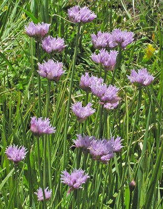 Allium geyeri Southwest Colorado Wildflowers Allium geyeri