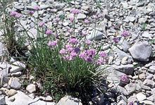 Allium geyeri httpsuploadwikimediaorgwikipediacommonsthu