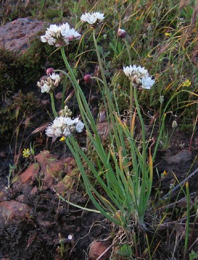 Allium haematochiton Wildflowers NPS SAMO NRA Allium haematochiton detail page