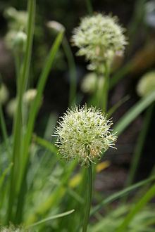 Allium hookeri httpsuploadwikimediaorgwikipediacommonsthu
