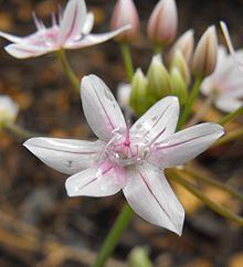 Allium hyalinum httpsuploadwikimediaorgwikipediacommonsthu