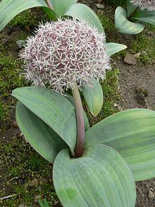 Allium karataviense httpsuploadwikimediaorgwikipediacommonsthu
