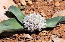 Allium libani httpsuploadwikimediaorgwikipediacommonsthu