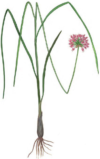 Allium lineare greentsururedbookwpcontentuploads201411