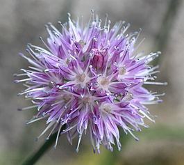 Allium maximowiczii httpsuploadwikimediaorgwikipediacommonsthu
