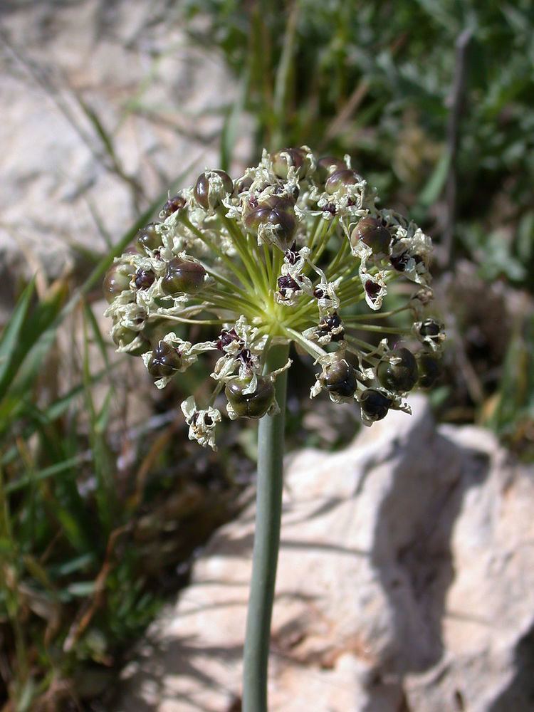 Allium meronense
