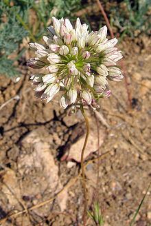 Allium munzii httpsuploadwikimediaorgwikipediacommonsthu