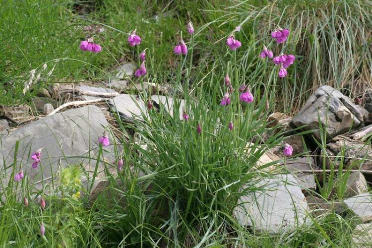 Allium narcissiflorum Allium narcissiflorum Aglio a fiori di narciso