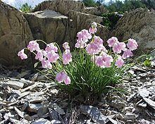 Allium narcissiflorum httpsuploadwikimediaorgwikipediacommonsthu