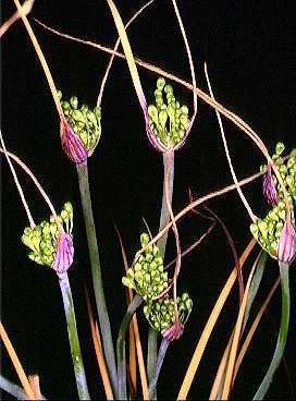 Allium nebrodense httpsuploadwikimediaorgwikipediacommons55