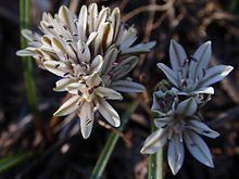 Allium obtusum httpsuploadwikimediaorgwikipediacommonsthu