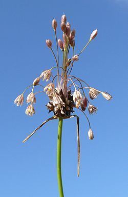 Allium oleraceum Allium oleraceum Wikispecies