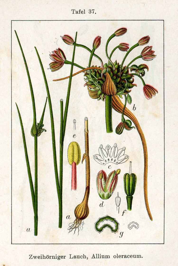 Allium oleraceum FileAllium oleraceum Sturm37jpg Wikimedia Commons