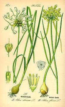 Allium oleraceum Allium oleraceum Wikipedia