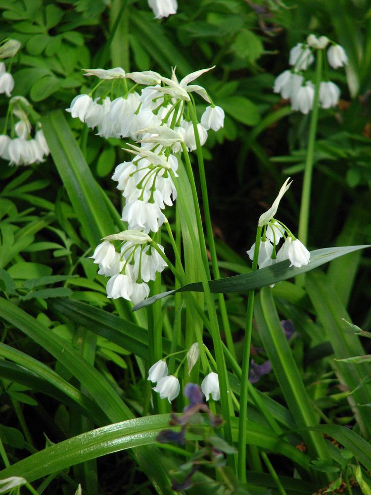 Allium paradoxum FileAllium paradoxum 02JPG Wikimedia Commons