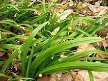 Allium paradoxum httpsuploadwikimediaorgwikipediacommonsthu