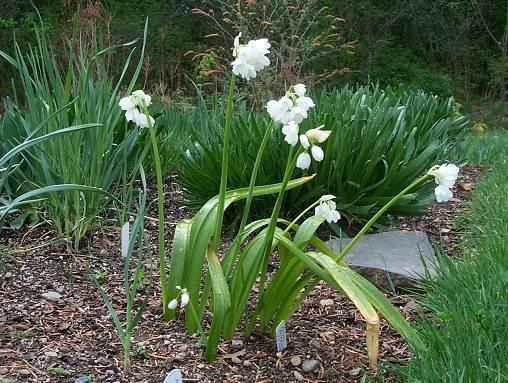 Allium paradoxum Pacific Bulb Society Allium paradoxum