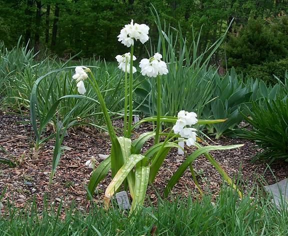 Allium paradoxum Pacific Bulb Society Allium paradoxum