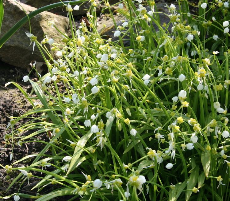 Allium paradoxum ~ Everything You Need to Know with Photos | Videos