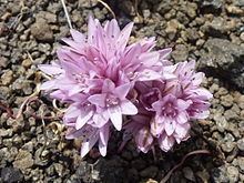 Allium parvum httpsuploadwikimediaorgwikipediacommonsthu