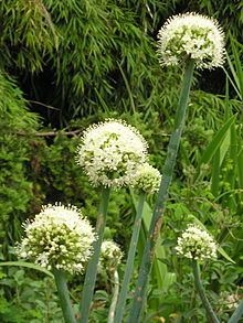 Allium pskemense httpsuploadwikimediaorgwikipediacommonsthu
