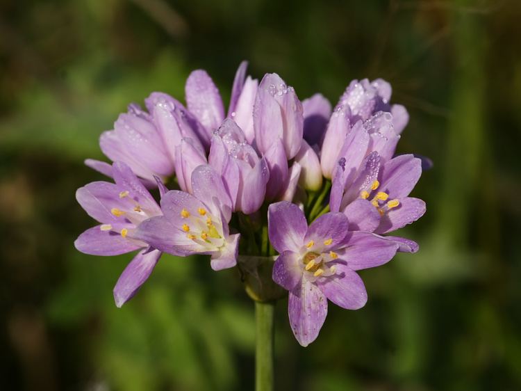 Allium roseum FileAllium roseum inflorescensejpg Wikimedia Commons