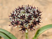 Allium rothii httpsuploadwikimediaorgwikipediacommonsthu