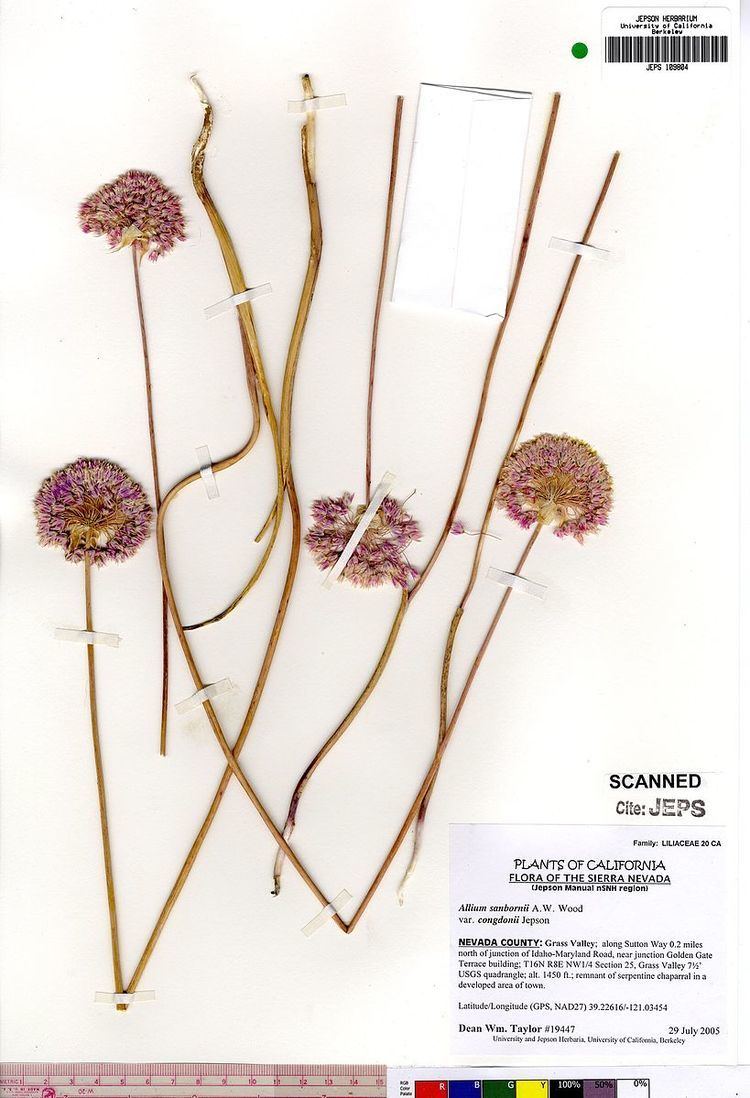 Allium sanbornii