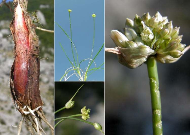 Allium saxatile luirigaltervistaorgcpmalbumsbotunits62alliu
