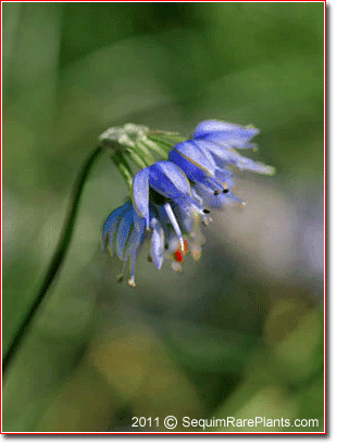 Allium sikkimense Allium sikkimense sequim rare plants