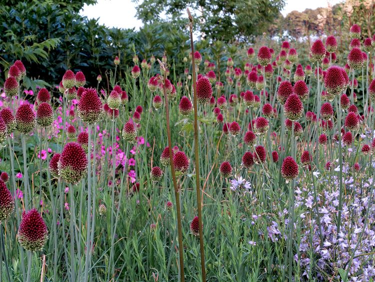 Allium sphaerocephalon ROUND HEADED LEEK Allium sphaerocephalon